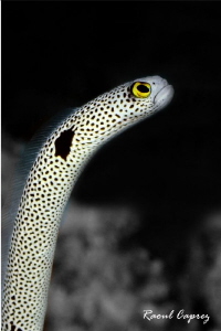 Golden eye
(substracte converted in B&W)
 by Raoul Caprez 